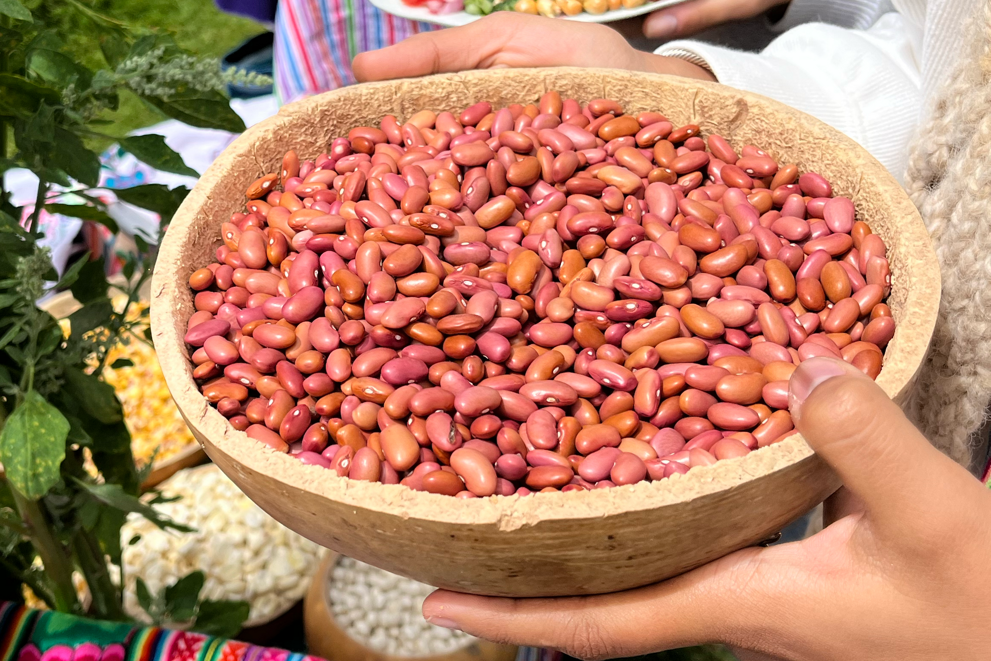 Sourcing SIMPLi: Kidney Beans