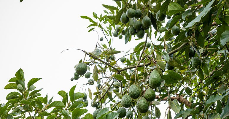 3-PACK SIMPLi REGENERATIVE ORGANIC CERTIFIED® EXTRA VIRGIN AVOCADO OIL