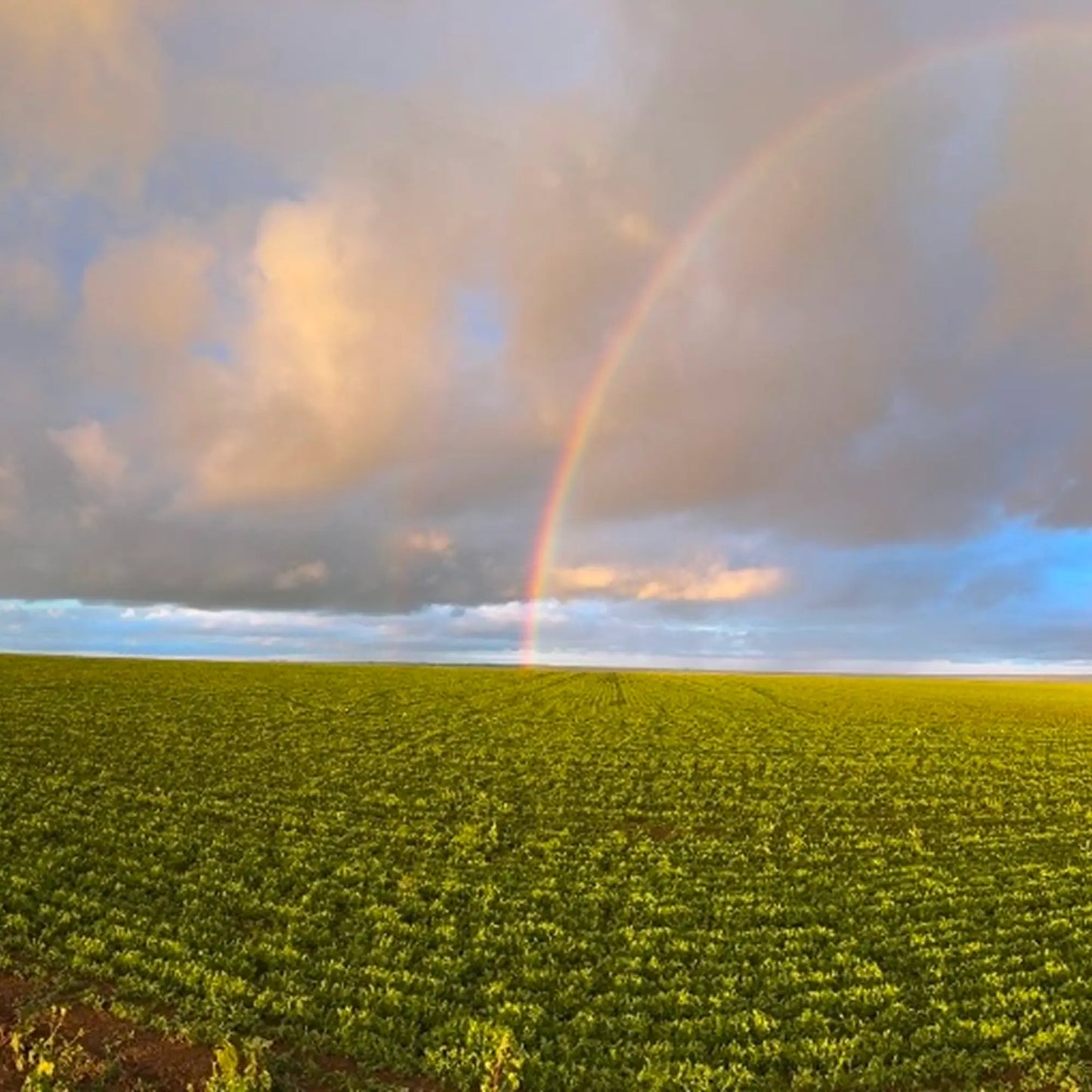 SIMPLi REGENERATIVE ORGANIC CERTIFIED® BLACK LENTILS