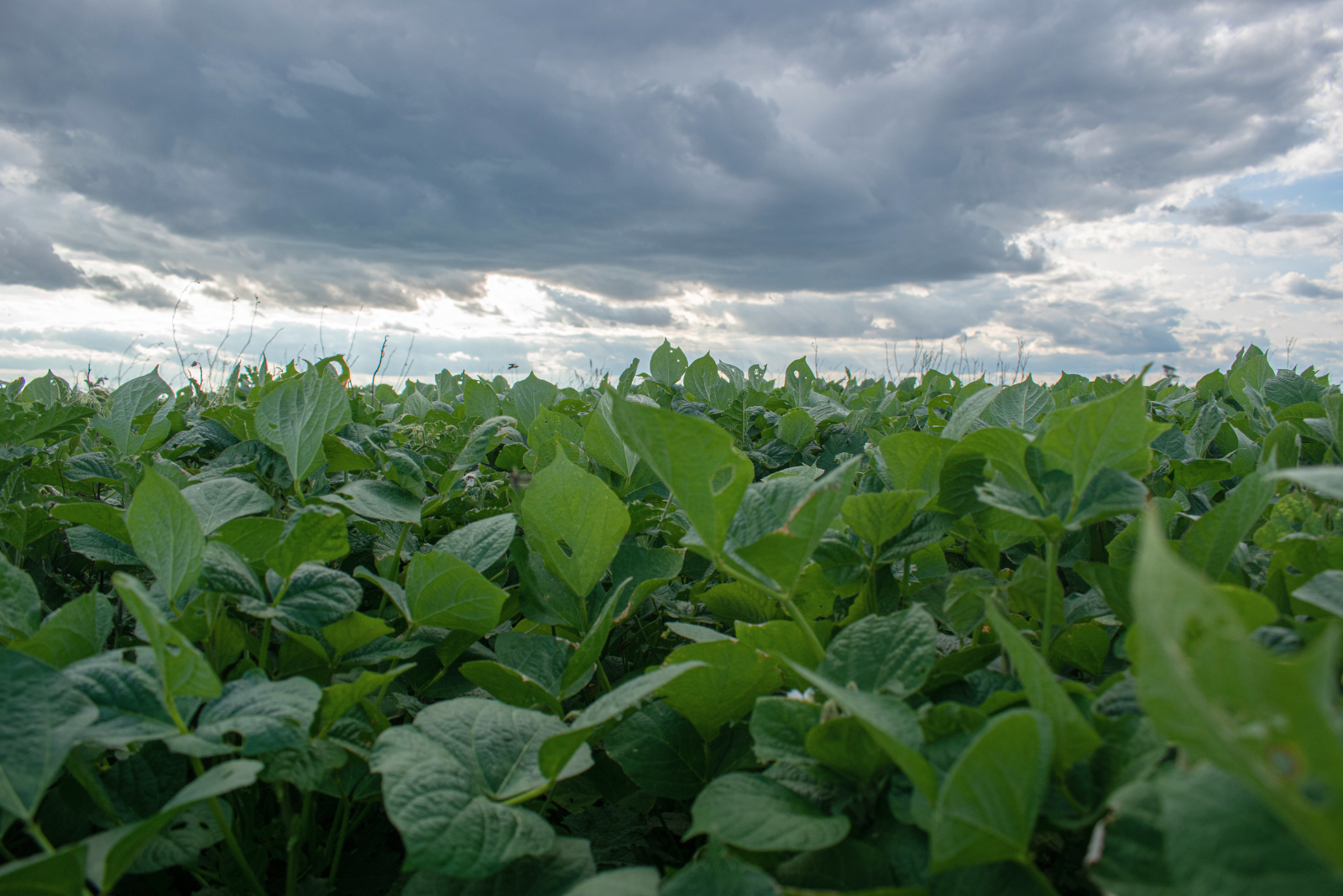 Soil Health: Cover Crops, Crop Rotation, And Compost