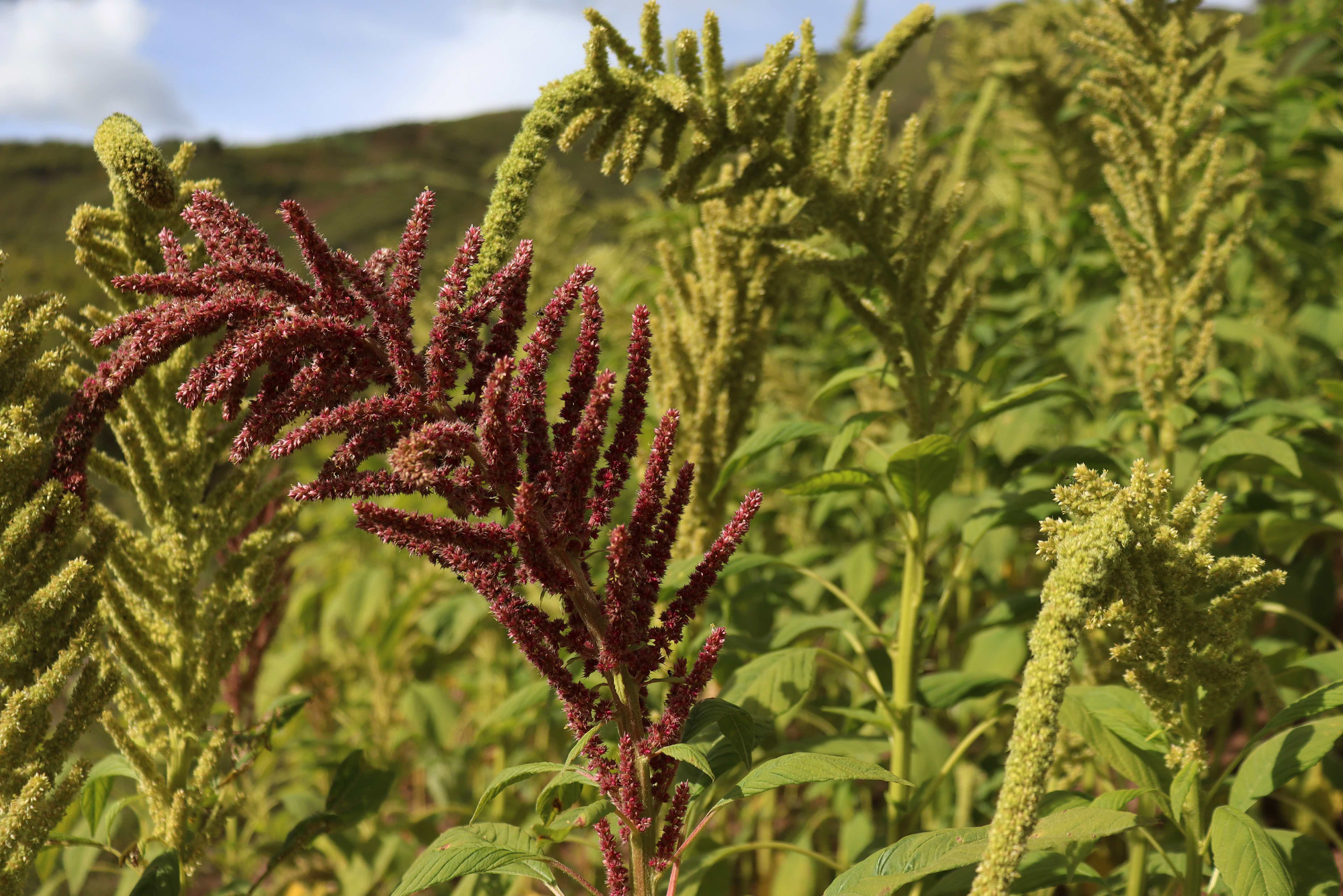 Sourcing SIMPLi: Amaranth