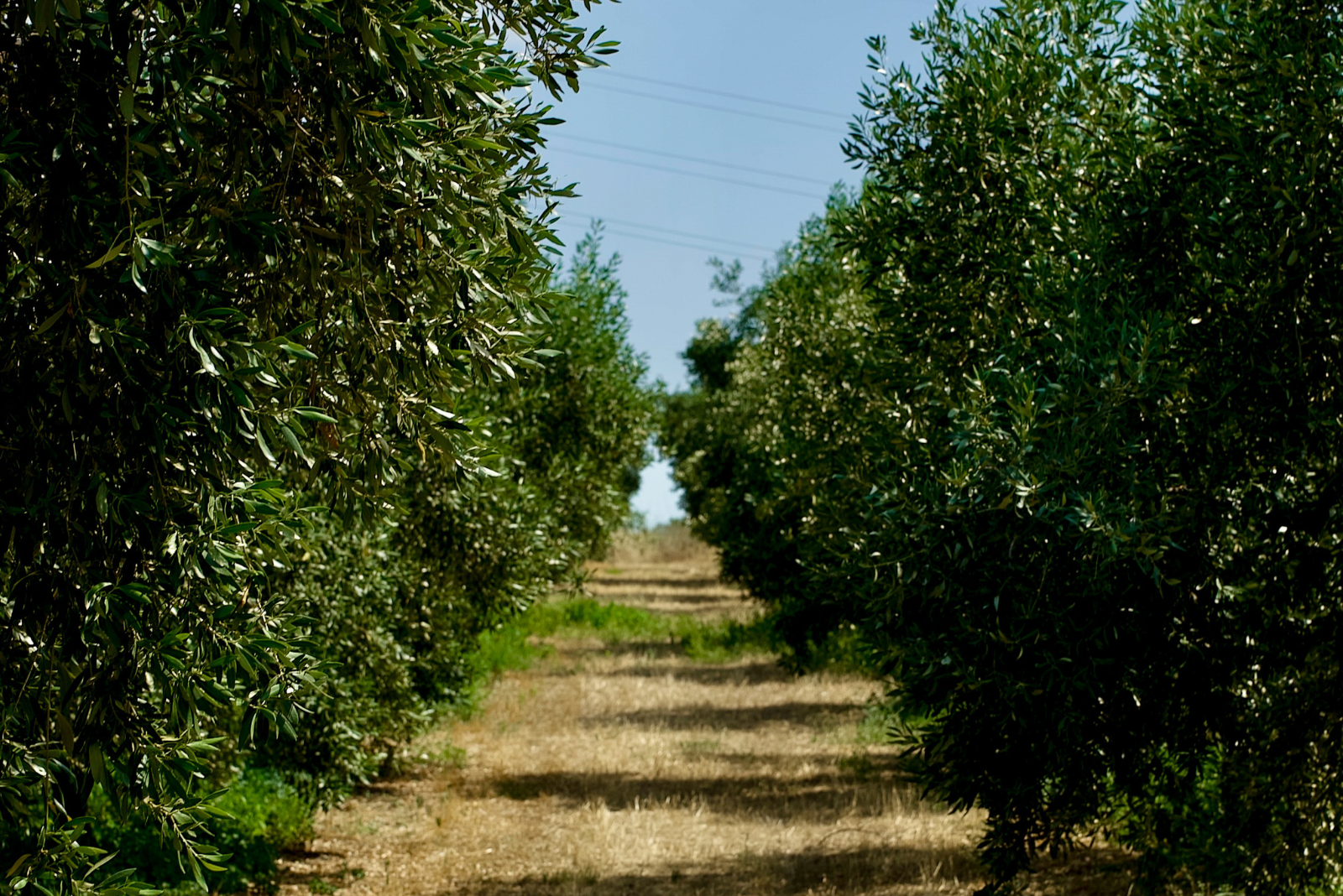 Discover The Rich Flavor And Health Benefits Of Olives