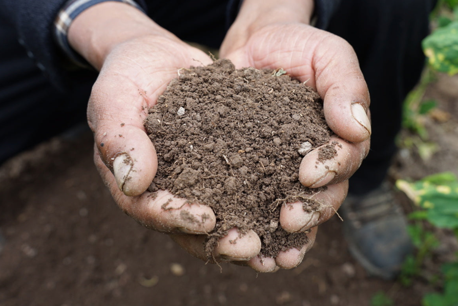 Soil Health Audits