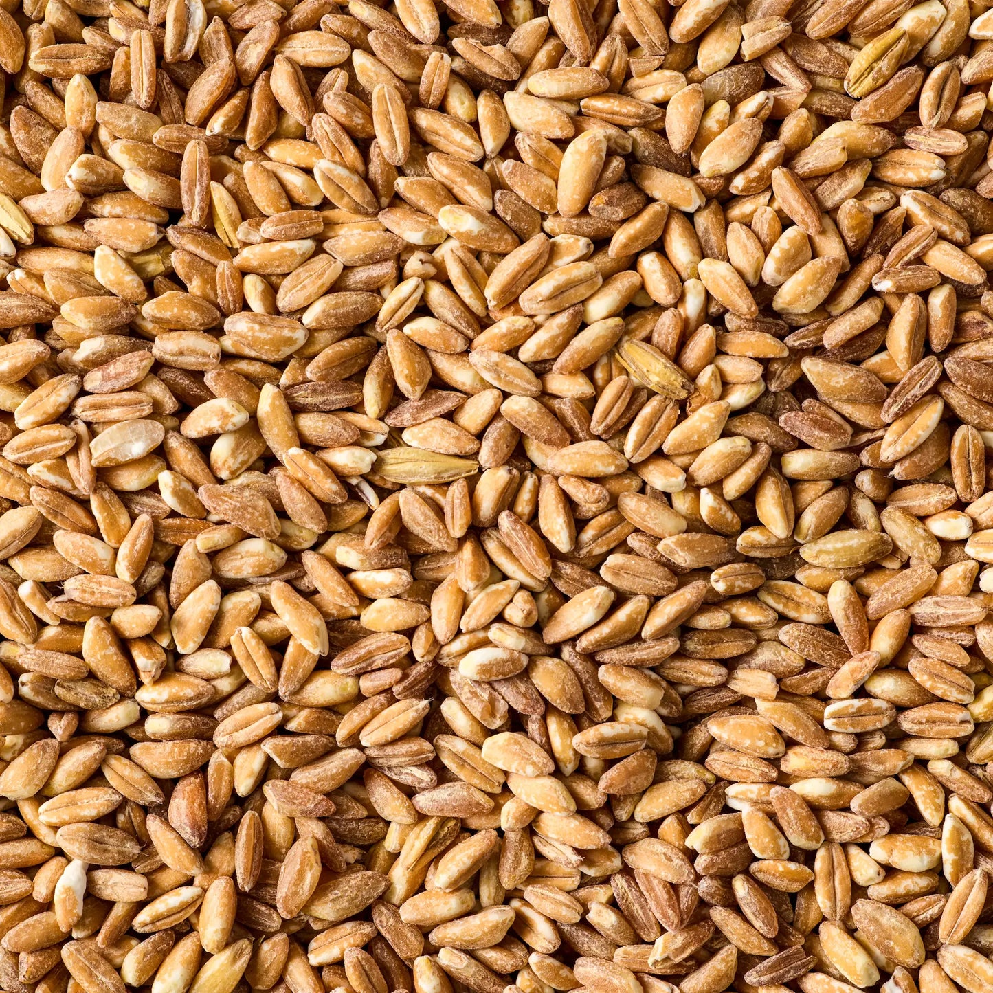 SIMPLI REGENERATIVE ORGANIC CERTIFIED® FARRO