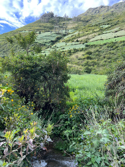 3-PACK SIMPLi REGENERATIVE ORGANIC CERTIFIED® CHIA SEEDS