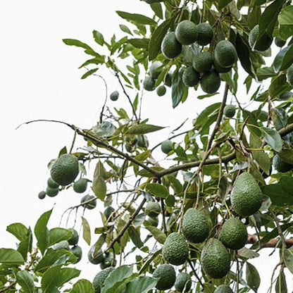 SIMPLi REGENERATIVE ORGANIC CERTIFIED® EXTRA VIRGIN AVOCADO OIL