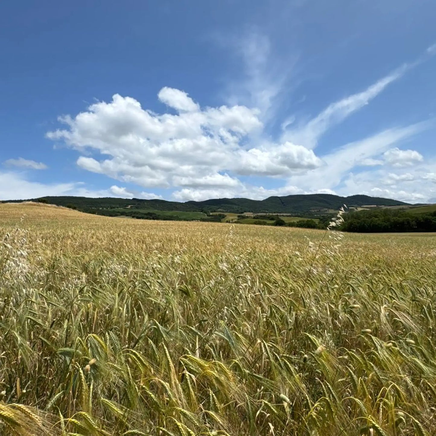 SIMPLi REGENERATIVE ORGANIC CERTIFIED® FARRO