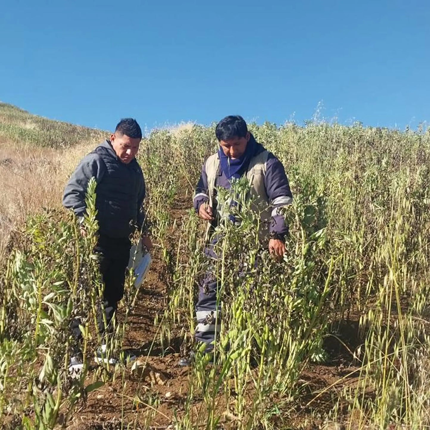 SIMPLi REGENERATIVE ORGANIC CERTIFIED® FAVA BEANS