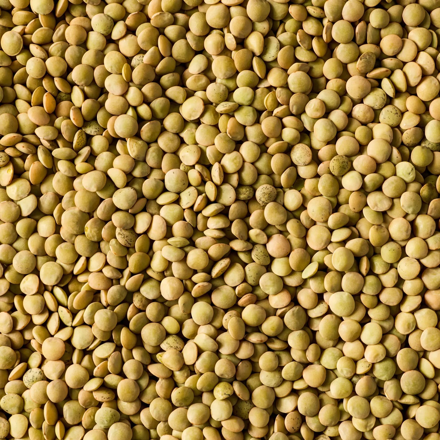 SIMPLI REGENERATIVE ORGANIC CERTIFIED® GREEN LENTILS