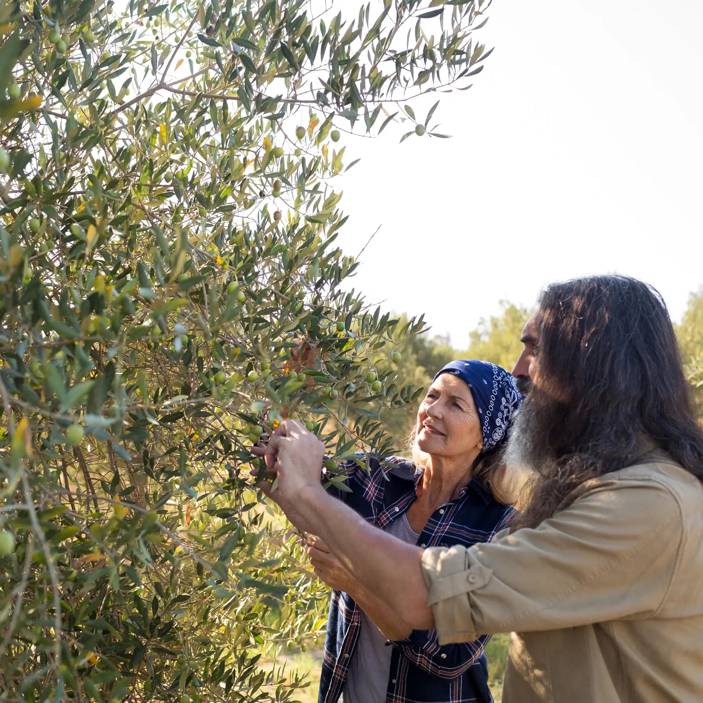 SIMPLi REGENERATIVE ORGANIC CERTIFIED® GREEK EXTRA VIRGIN OLIVE OIL
