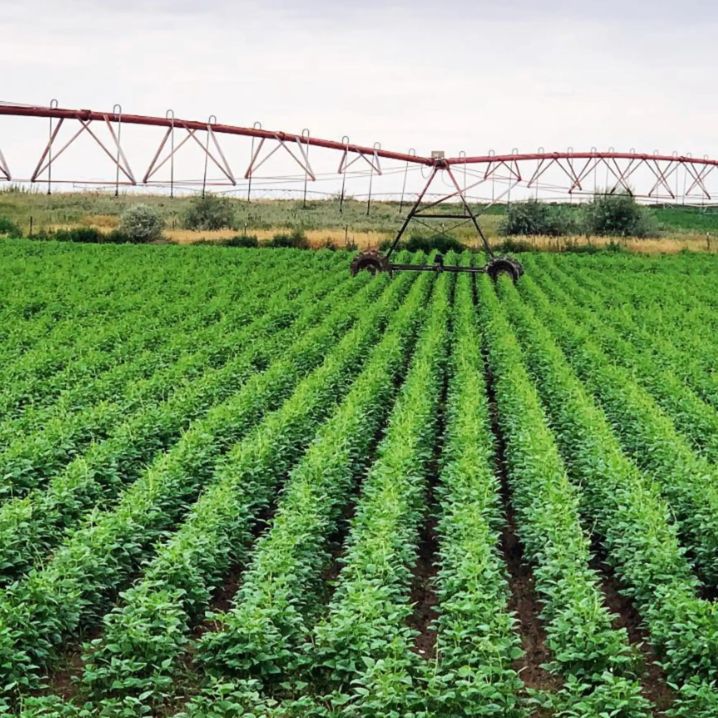 SIMPLi REGENERATIVE ORGANIC CERTIFIED® PINTO BEANS