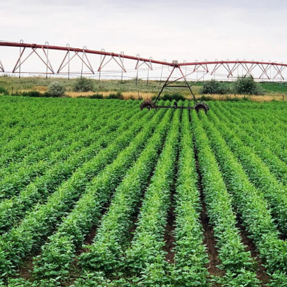 SIMPLi REGENERATIVE ORGANIC CERTIFIED® PINTO BEANS