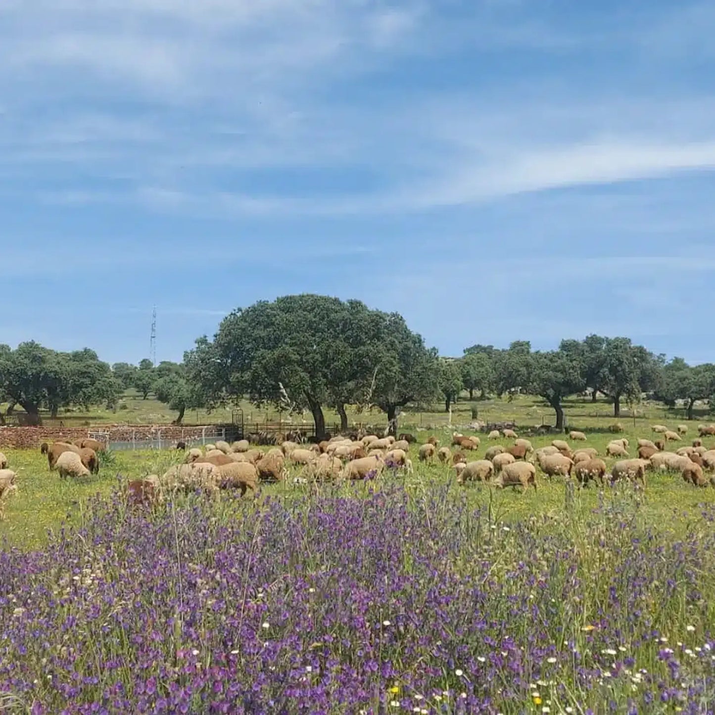 SIMPLi REGENERATIVE ORGANIC CERTIFIED® SPANISH EXTRA VIRGIN OLIVE OIL