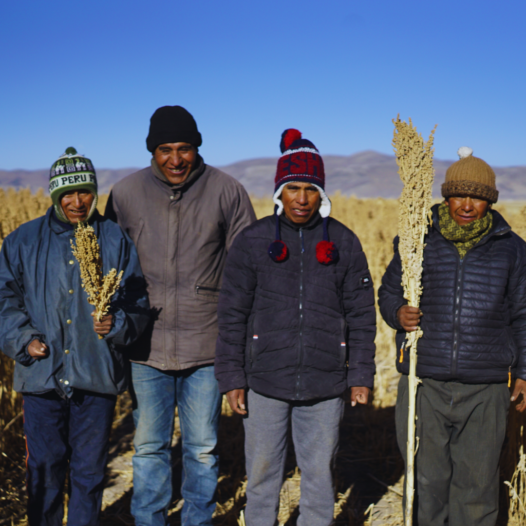 quinoa fields