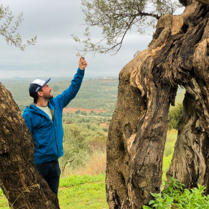 olive oil fields