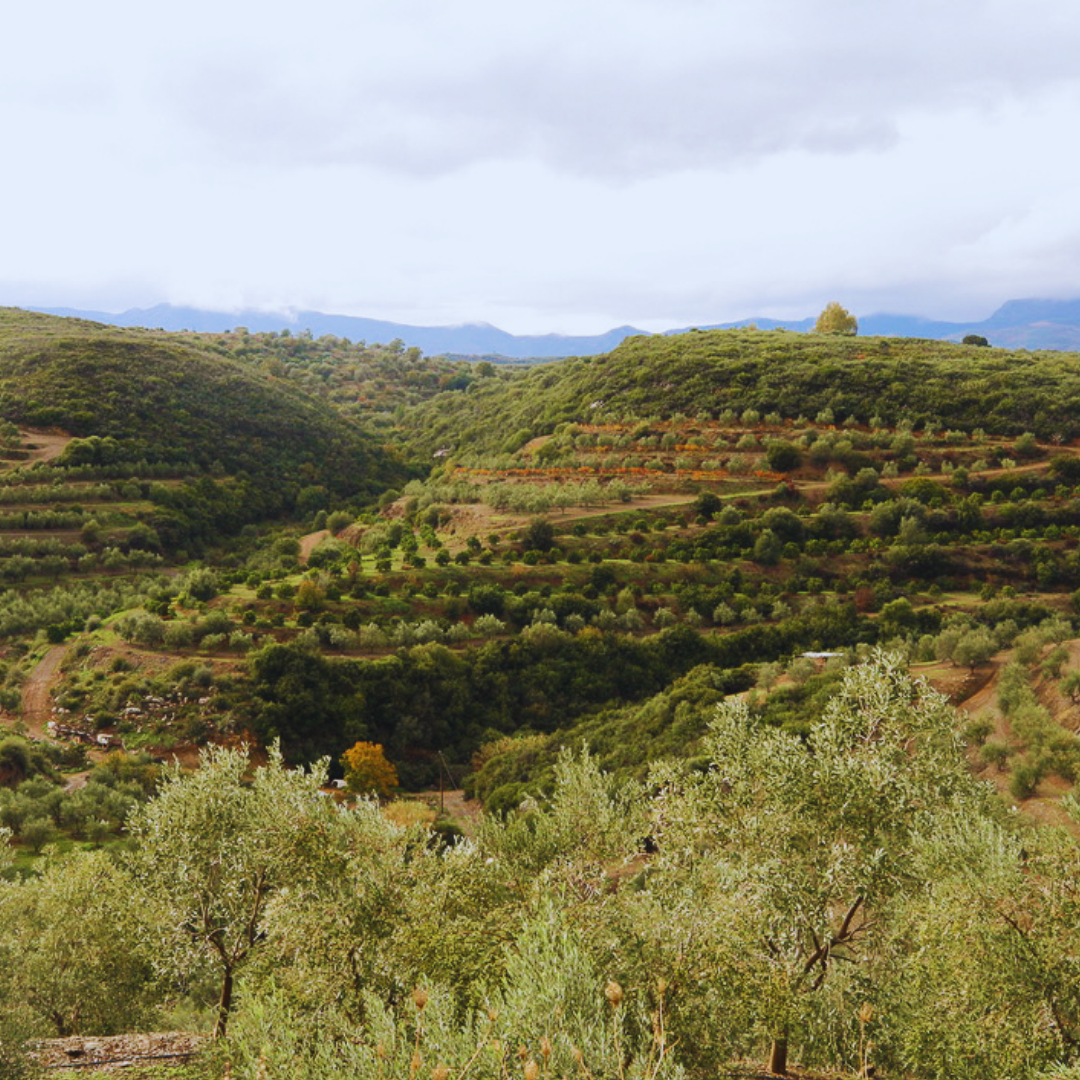 SIMPLi OLIVE OIL BLEND